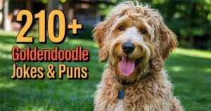 210+ Goldendoodle Jokes & Puns That Are Simply Paw-doral