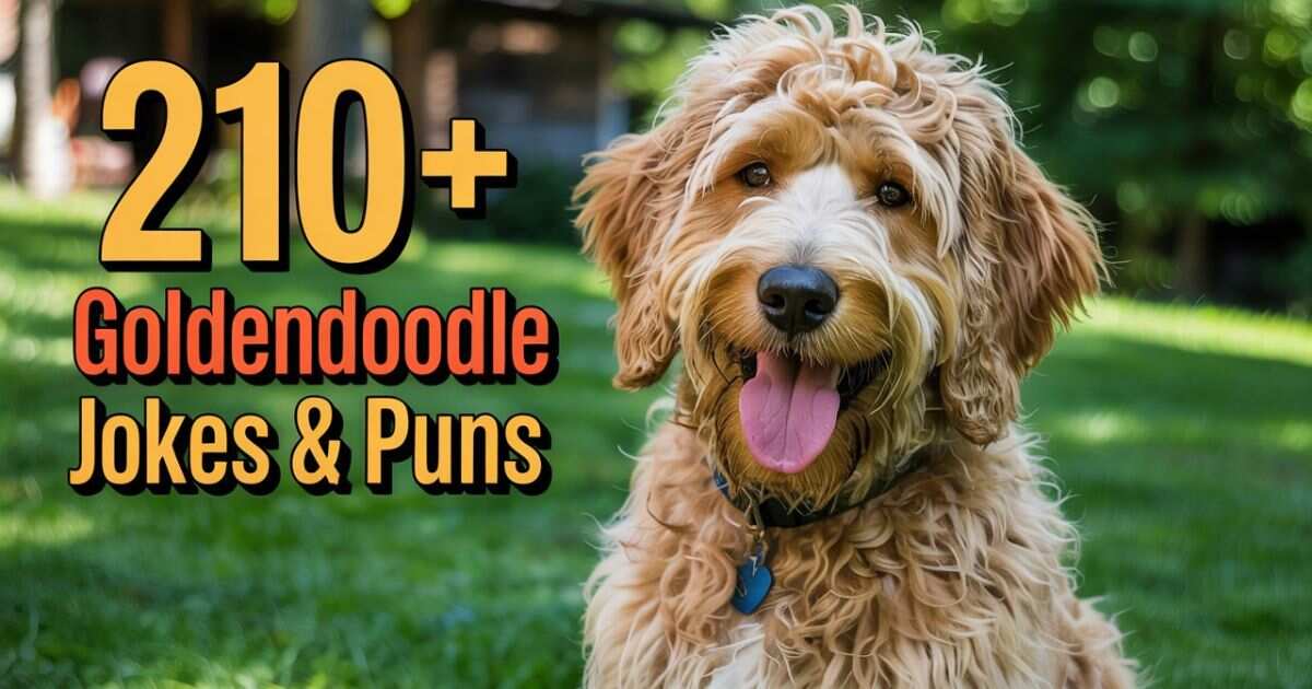 210+ Goldendoodle Jokes & Puns That Are Simply Paw-doral